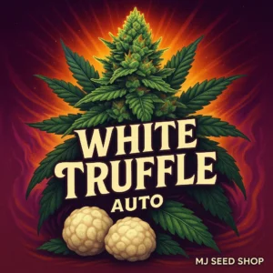 White Truffle Autoflower cannabis strain with earthy aroma and frosty, trichome-covered buds