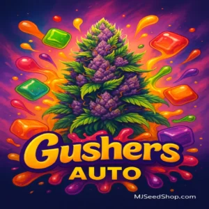 Gushers Autoflower cannabis strain with fruity candy aroma and frosty colorful buds