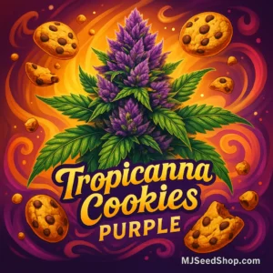 Tropicana Cookies Purple Feminized cannabis strain with purple buds and citrus cookie aroma